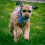 Cooper